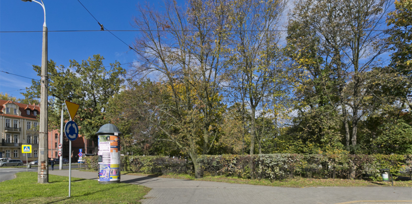 Fot. Drzewa do wycinki przy ul. Bernardyńskiej. Fot. Jacek Nowacki