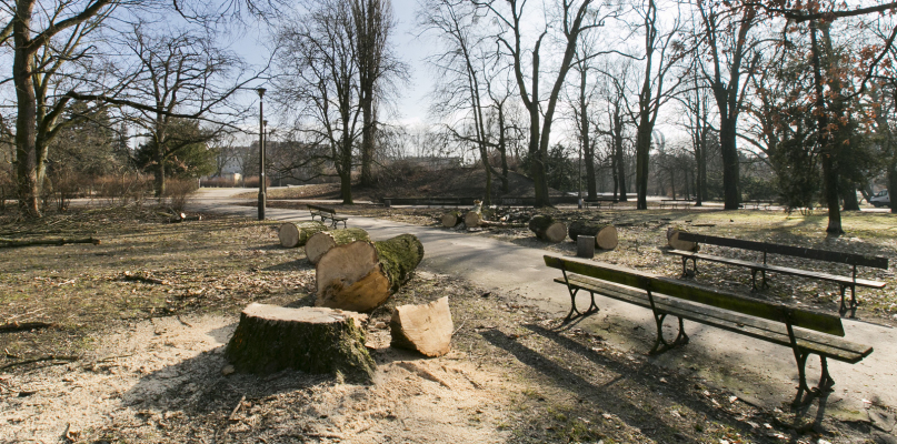 Wycinka drzew w parku Witosa. Fot. Jacek Nowacki