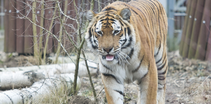 Bydgoskie zoo. Fot. Jacek Nowacki