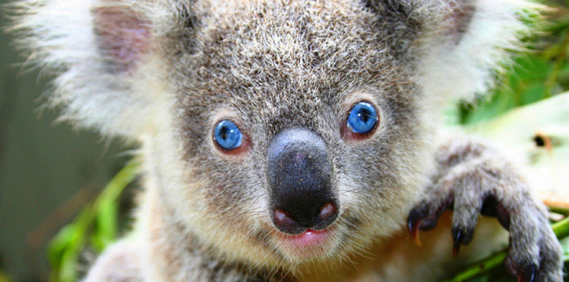 Fot. Koala soph (z: Wikipedia)