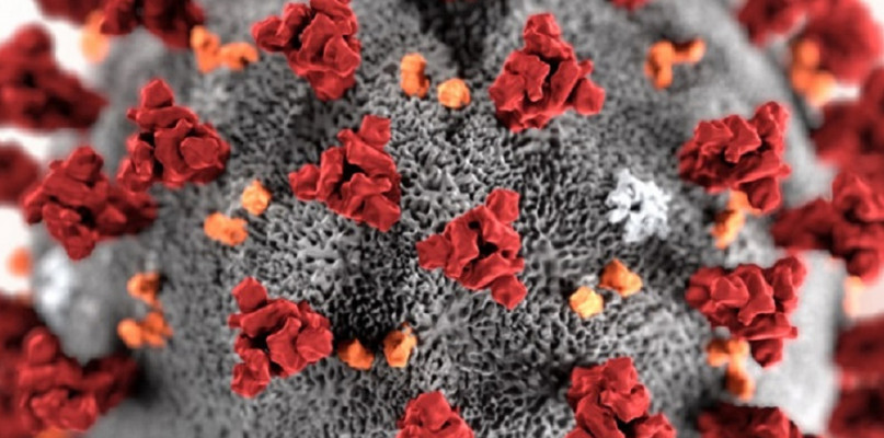 Wizualizacja wirusa SARS-CoV-2. Autor: CDC/ Alissa Eckert, MS; Dan Higgins, MAM (z: Wikipedia)