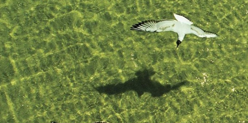 Jerzy Zegarliński, Baltic Seagulls, fragment